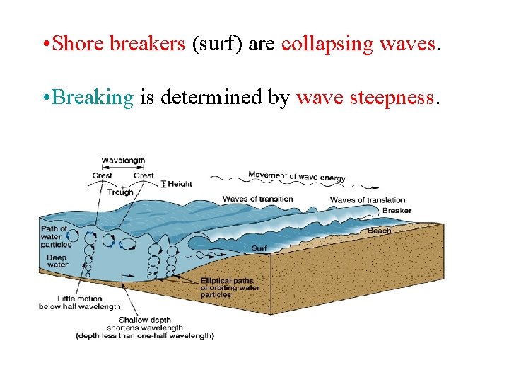  • Shore breakers (surf) are collapsing waves. • Breaking is determined by wave