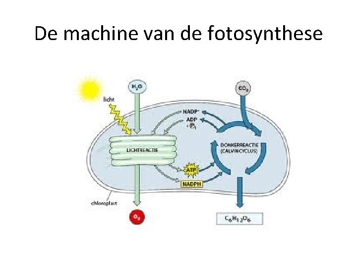 De machine van de fotosynthese 