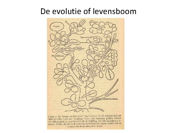 De evolutie of levensboom 