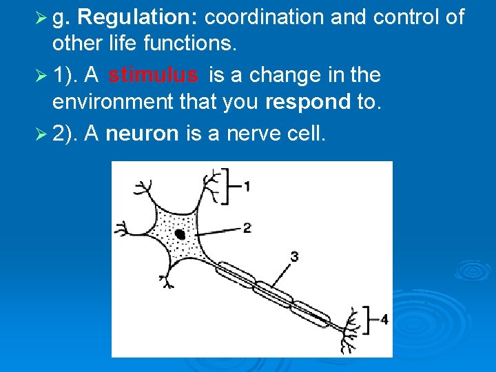 Ø g. Regulation: coordination and control of other life functions. Ø 1). A stimulus