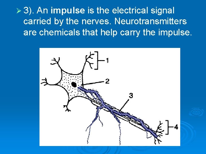 Ø 3). An impulse is the electrical signal carried by the nerves. Neurotransmitters are