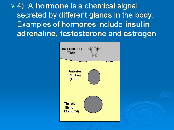 Ø 4). A hormone is a chemical signal secreted by different glands in the