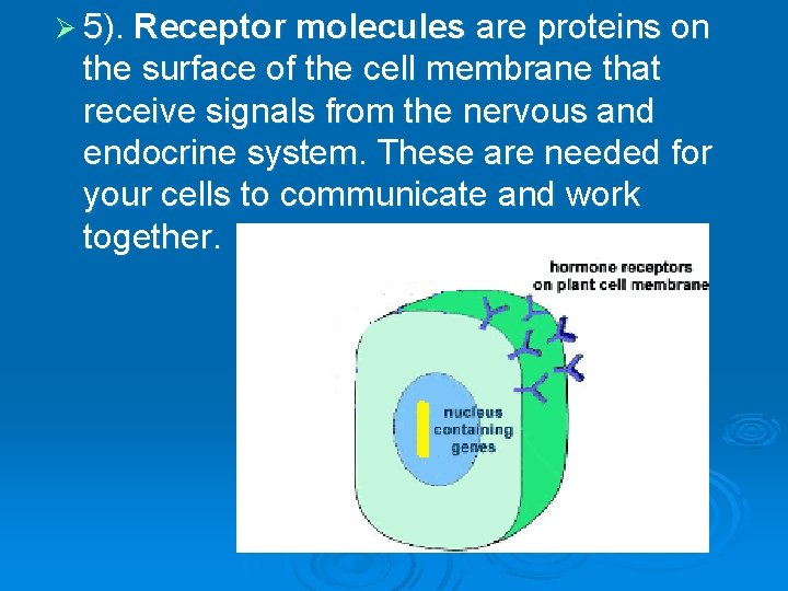 Ø 5). Receptor molecules are proteins on the surface of the cell membrane that