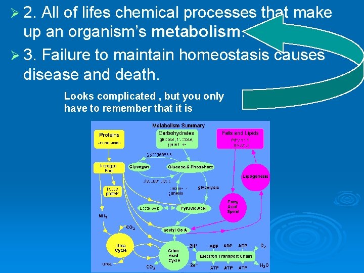 Ø 2. All of lifes chemical processes that make up an organism’s metabolism. Ø