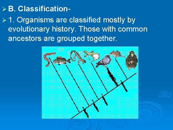 Ø B. ClassificationØ 1. Organisms are classified mostly by evolutionary history. Those with common