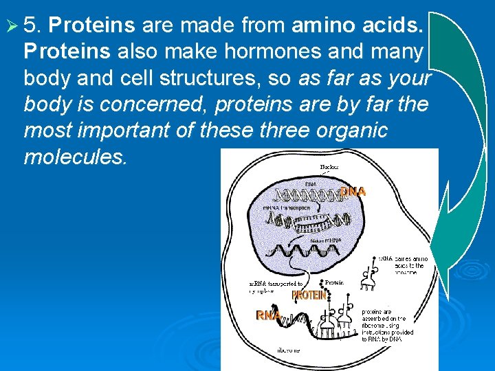 Ø 5. Proteins are made from amino acids. Proteins also make hormones and many