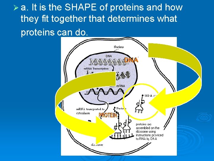 Ø a. It is the SHAPE of proteins and how they fit together that