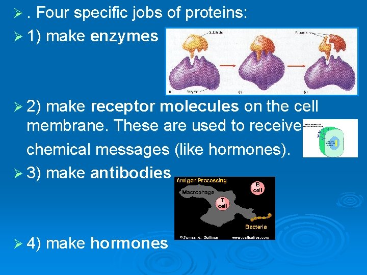 Ø. Four specific jobs of proteins: Ø 1) make enzymes Ø 2) make receptor