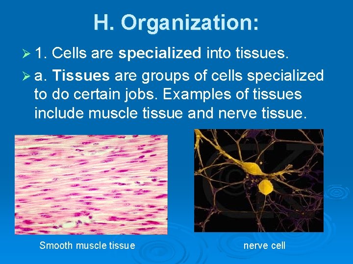 H. Organization: Ø 1. Cells are specialized into tissues. Ø a. Tissues are groups
