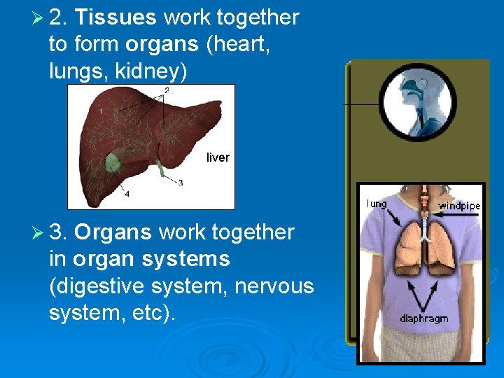 Ø 2. Tissues work together to form organs (heart, lungs, kidney) liver Ø 3.