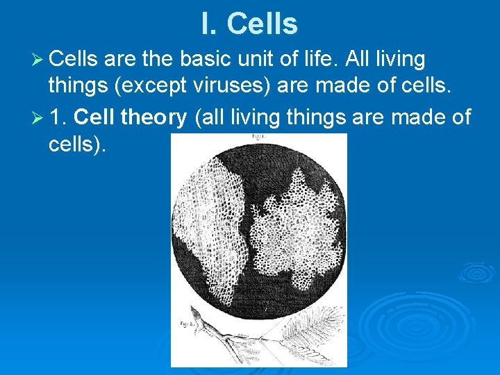 I. Cells Ø Cells are the basic unit of life. All living things (except