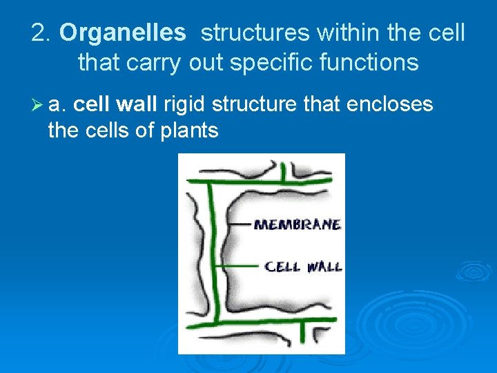 2. Organelles structures within the cell that carry out specific functions Ø a. cell
