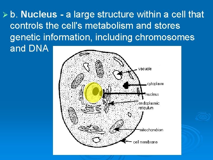 Ø b. Nucleus - a large structure within a cell that controls the cell's