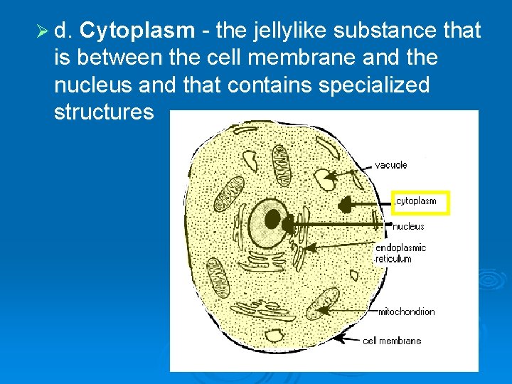 Ø d. Cytoplasm - the jellylike substance that is between the cell membrane and