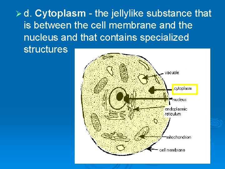 Ø d. Cytoplasm - the jellylike substance that is between the cell membrane and Ø d. Cytoplasm - the jellylike substance that is between the cell membrane and