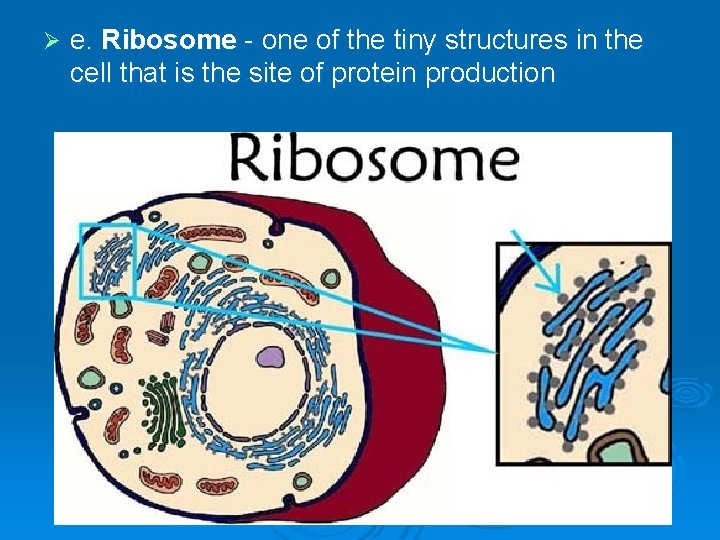 Ø e. Ribosome - one of the tiny structures in the cell that is