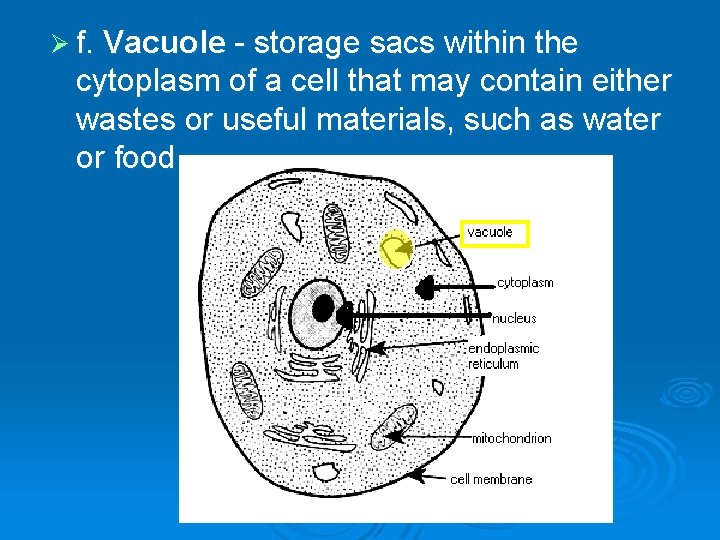 Ø f. Vacuole - storage sacs within the cytoplasm of a cell that may
