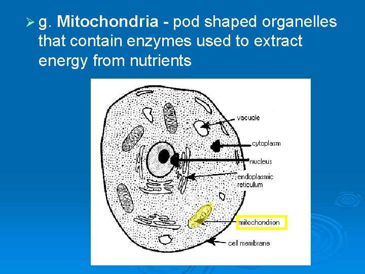 Ø g. Mitochondria - pod shaped organelles that contain enzymes used to extract energy