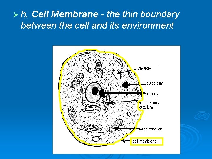 Ø h. Cell Membrane - the thin boundary between the cell and its environment