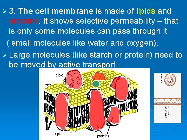Ø 3. The cell membrane is made of lipids and proteins. It shows selective