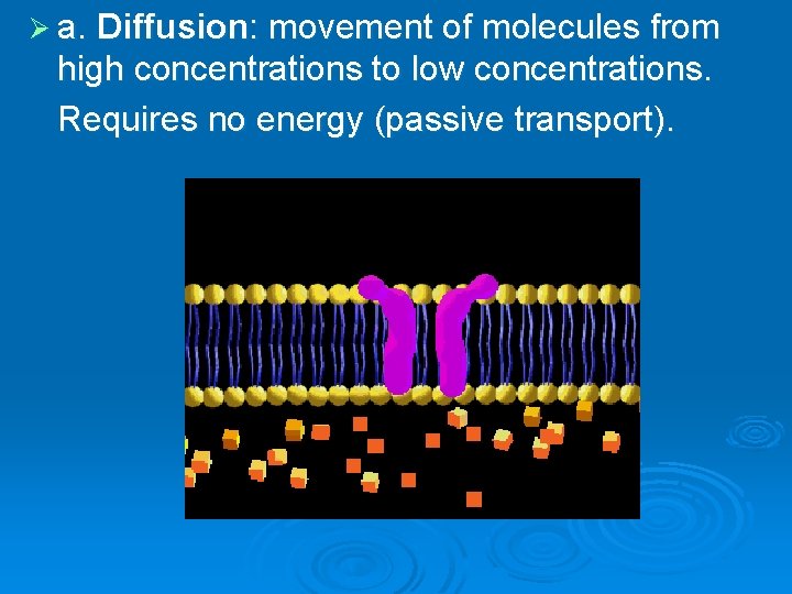 Ø a. Diffusion: movement of molecules from high concentrations to low concentrations. Requires no