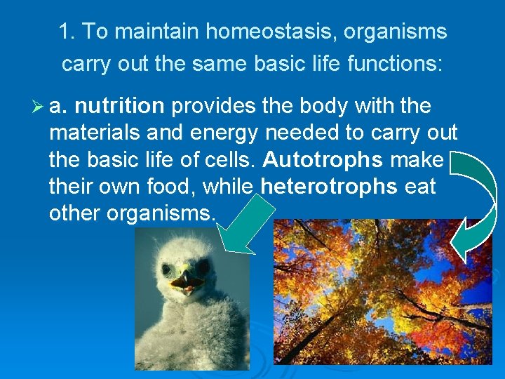 1. To maintain homeostasis, organisms carry out the same basic life functions: Ø a.
