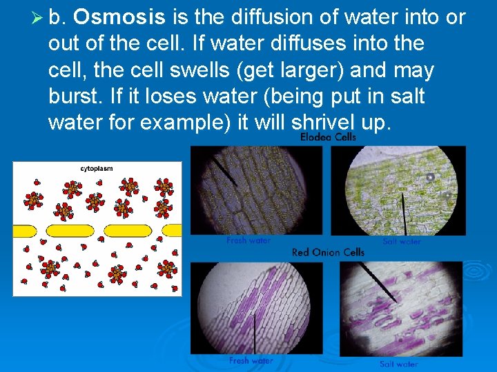 Ø b. Osmosis is the diffusion of water into or out of the cell.