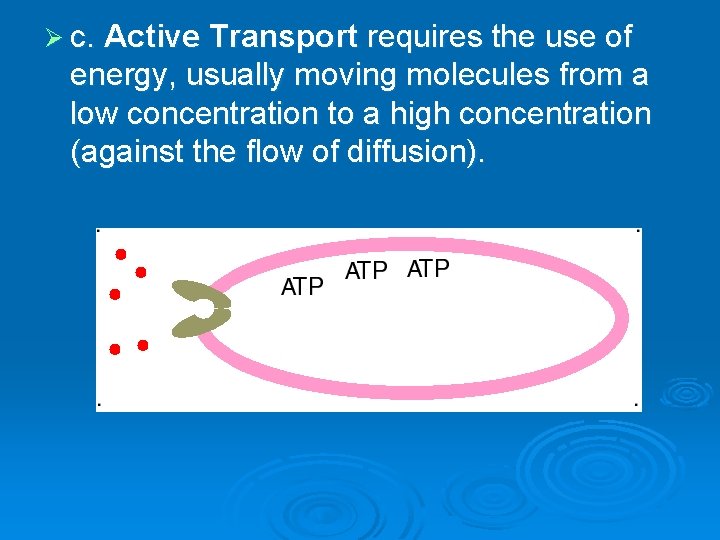 Ø c. Active Transport requires the use of energy, usually moving molecules from a