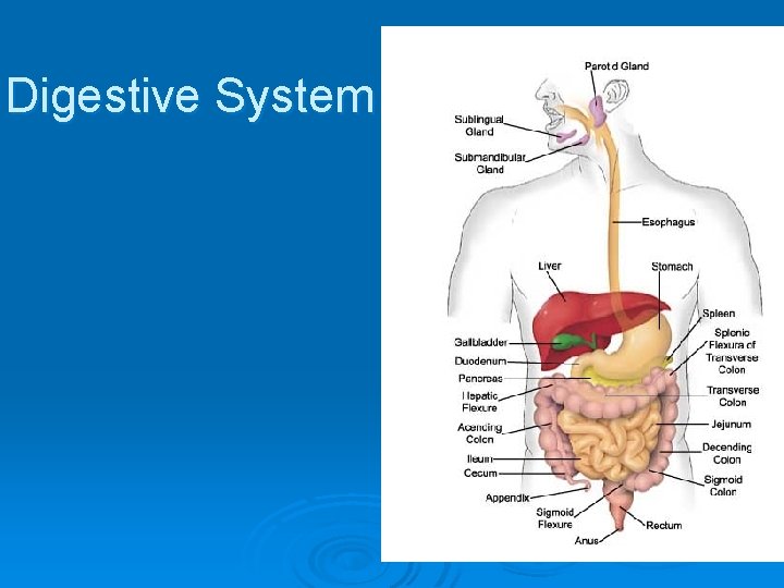 Digestive System 