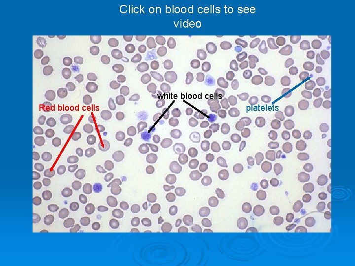 Click on blood cells to see video white blood cells Red blood cells platelets