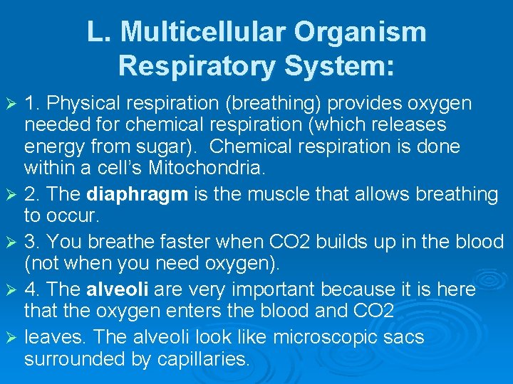 L. Multicellular Organism Respiratory System: 1. Physical respiration (breathing) provides oxygen needed for chemical
