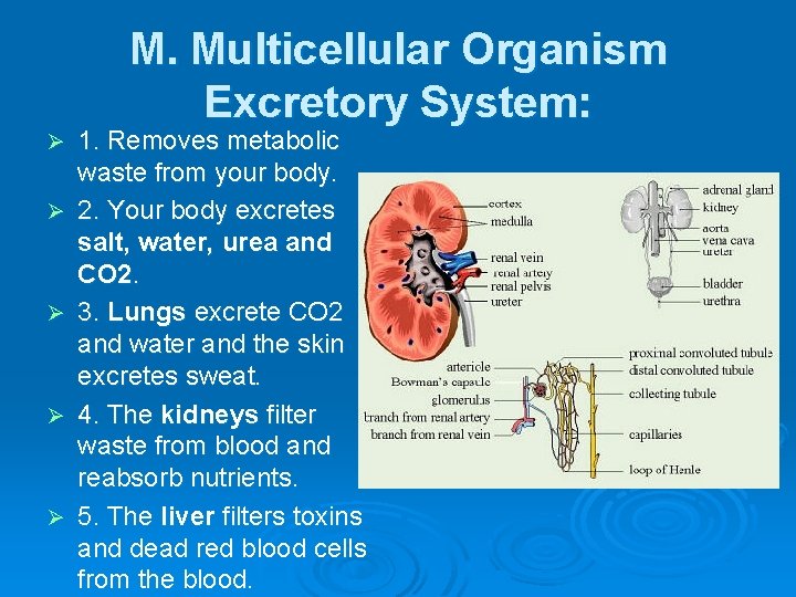 M. Multicellular Organism Excretory System: Ø Ø Ø 1. Removes metabolic waste from your