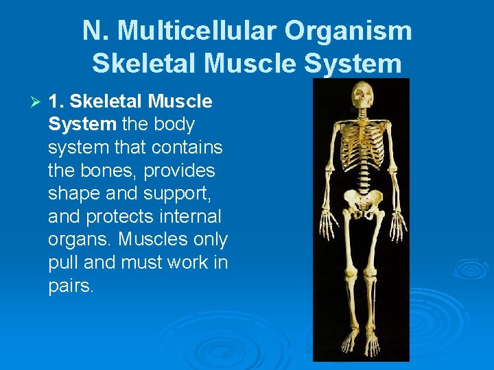 N. Multicellular Organism Skeletal Muscle System Ø 1. Skeletal Muscle System the body system