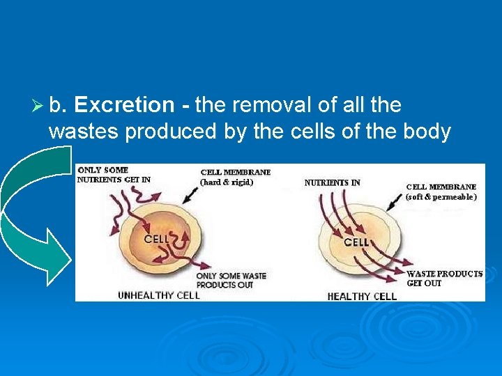 Ø b. Excretion - the removal of all the wastes produced by the cells
