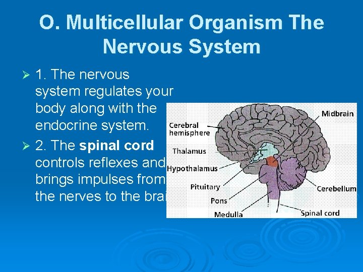 O. Multicellular Organism The Nervous System 1. The nervous system regulates your body along