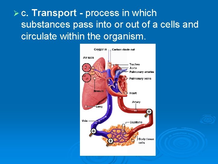  Ø c. Transport - process in which substances pass into or out of