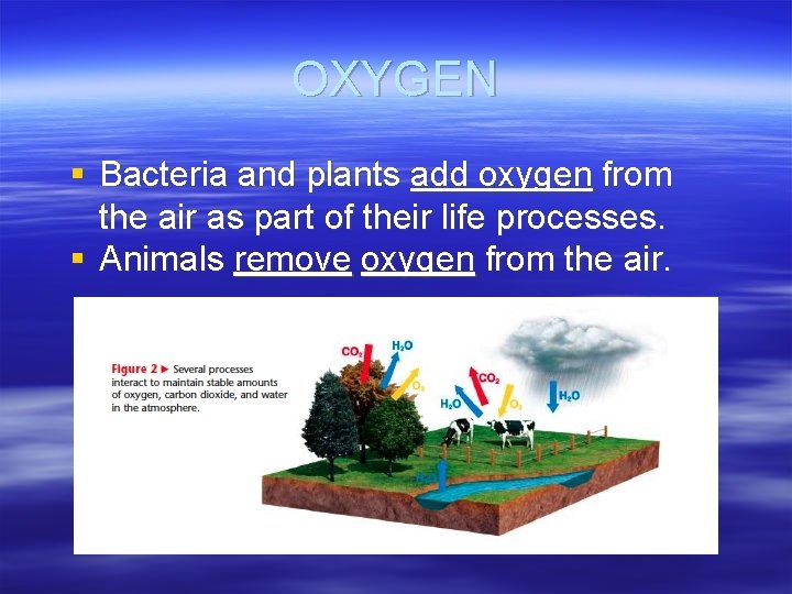 OXYGEN § Bacteria and plants add oxygen from the air as part of their