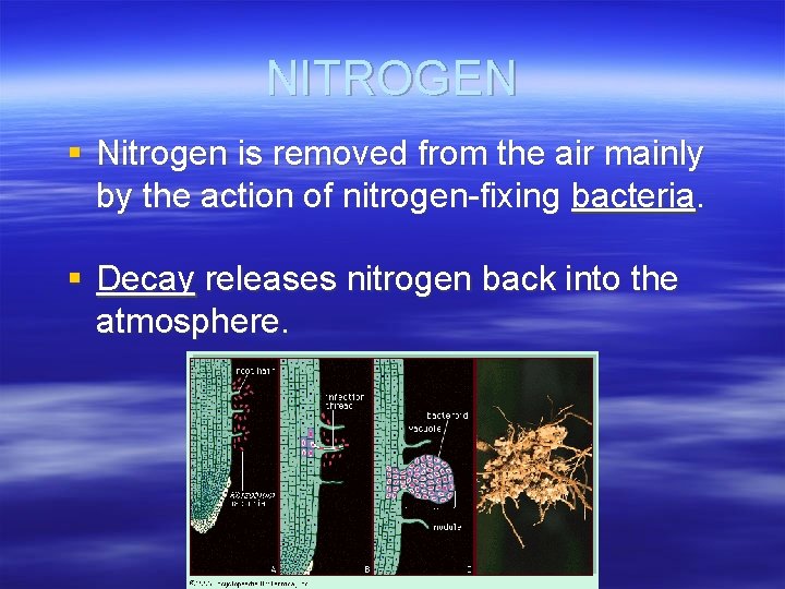 NITROGEN § Nitrogen is removed from the air mainly by the action of nitrogen-fixing