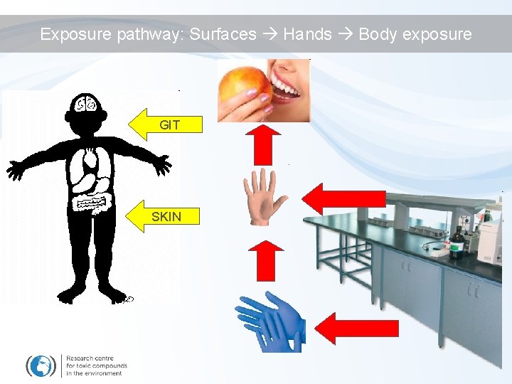 Exposure pathway: Surfaces Hands Body exposure GIT SKIN 