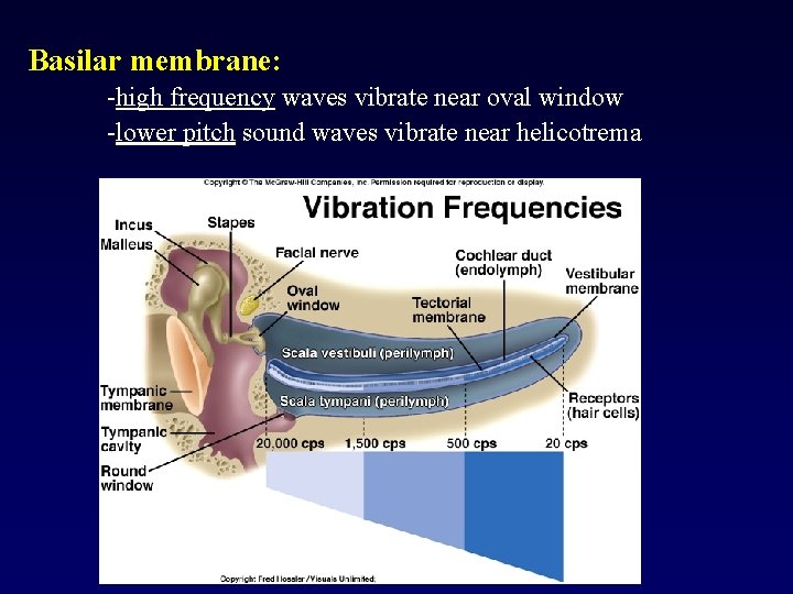 Basilar membrane: -high frequency waves vibrate near oval window -lower pitch sound waves vibrate