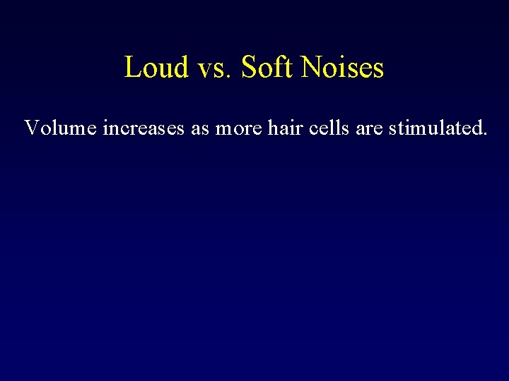 Loud vs. Soft Noises Volume increases as more hair cells are stimulated. 