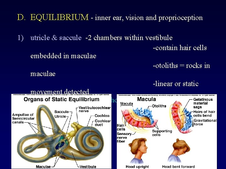 D. EQUILIBRIUM - inner ear, vision and proprioception 1) utricle & saccule -2 chambers