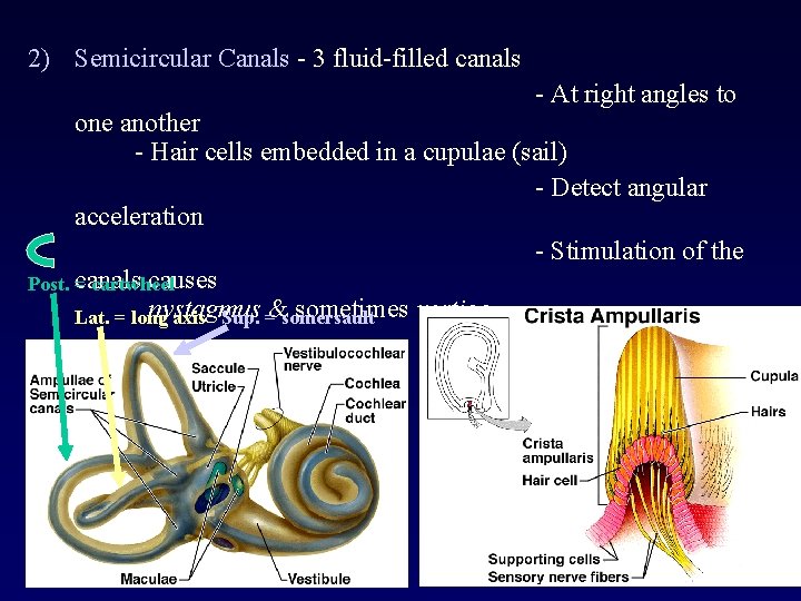 2) Semicircular Canals - 3 fluid-filled canals - At right angles to one another