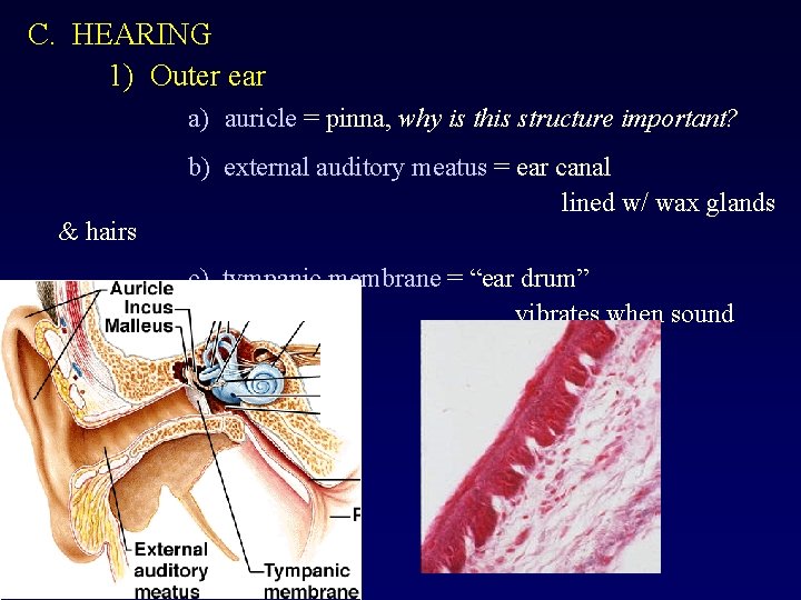 C. HEARING 1) Outer ear a) auricle = pinna, why is this structure important?