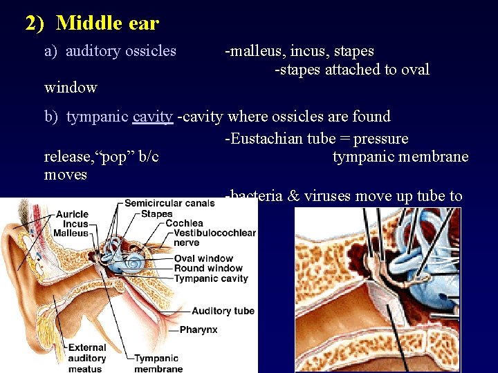 2) Middle ear a) auditory ossicles window -malleus, incus, stapes -stapes attached to oval