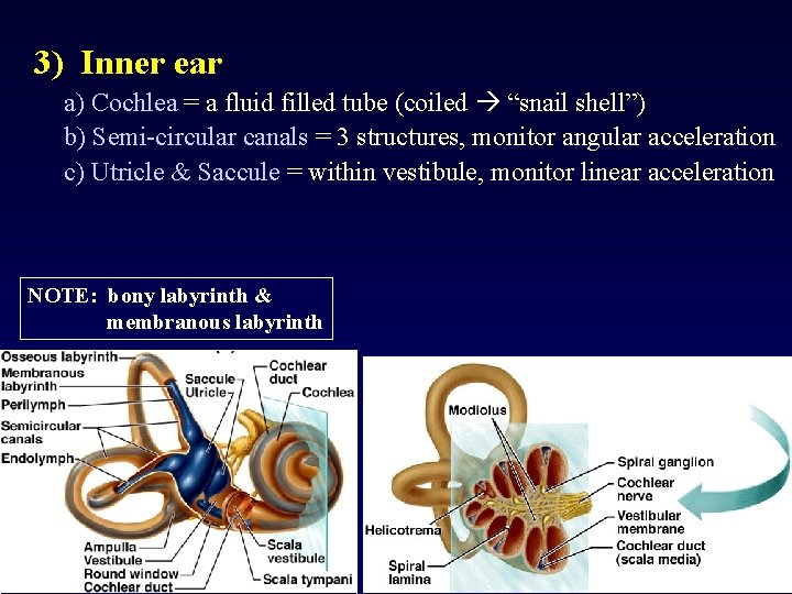 3) Inner ear a) Cochlea = a fluid filled tube (coiled “snail shell”) b)