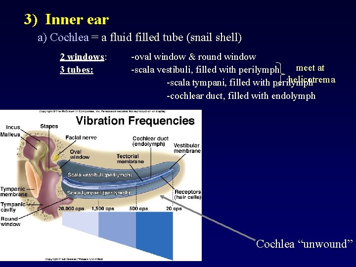 3) Inner ear a) Cochlea = a fluid filled tube (snail shell) 2 windows: