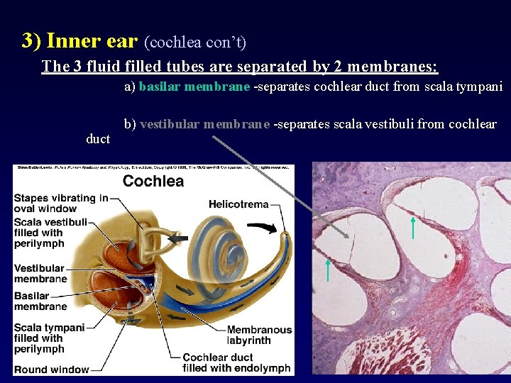 3) Inner ear (cochlea con’t) The 3 fluid filled tubes are separated by 2