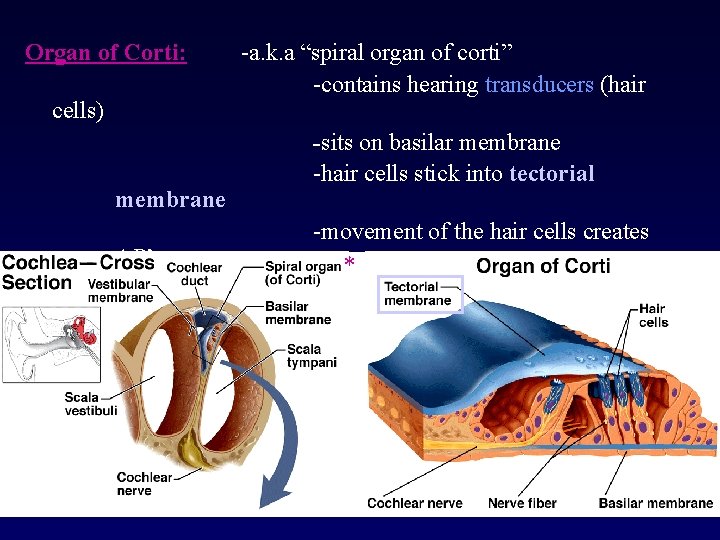 Organ of Corti: cells) membrane AP’s -a. k. a “spiral organ of corti” -contains