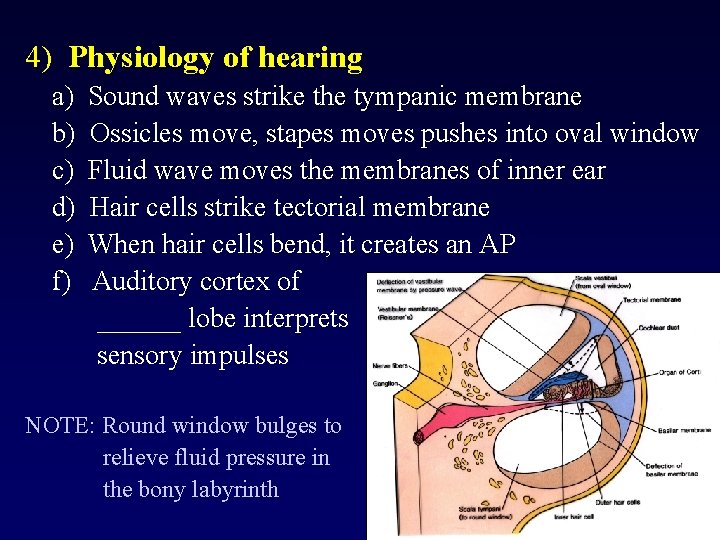 4) Physiology of hearing a) b) c) d) e) f) Sound waves strike the
